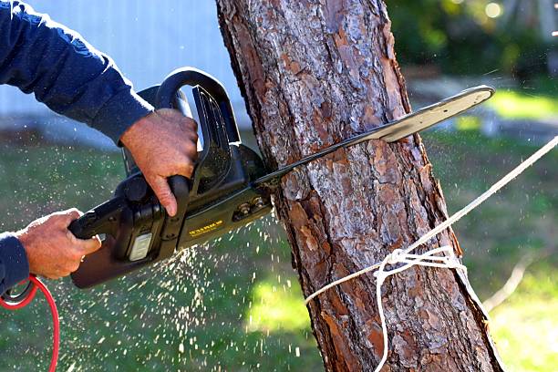 Best Hazardous Tree Removal  in Belleair Bluffs, FL